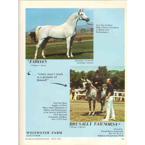 weiswater farm 1972 faroan brusally farnorsa arabian horse vintage ad