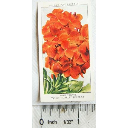 1939 Wills Garden Flowers No. 49 Wallflower