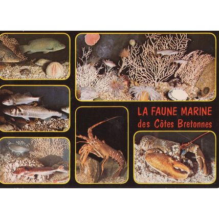 La Faune Marine Des Cotes Bretonnes French Sealife Postcard