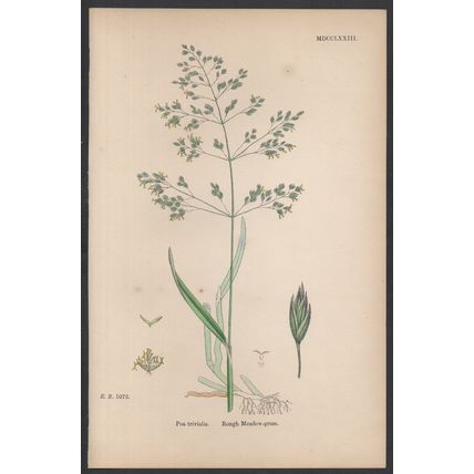 ROUGH MEADOW-GRASS 1872 John Edward Sowerby PLANT PRINT