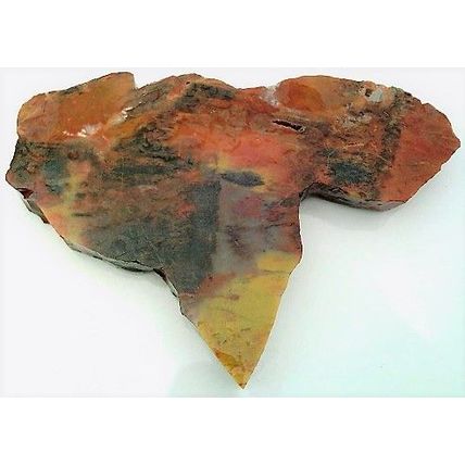 Petrified Wood 9 Natural Gemstone Slab Lapidary Cabbing Rough