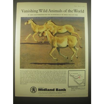 1966 Midland Bank Ad - Indian Wild Ass - Vanishing Wild Animals of the World