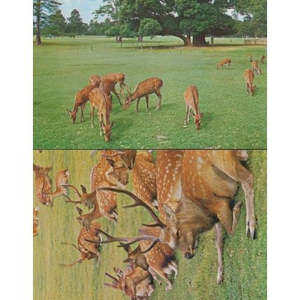 Nara Deer Wildlife 2x Japan Japanese Postcard