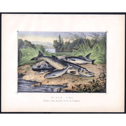 RIVER FISH 1890 Salmon, Pike, Barbel, Trout, Gudgeon VICTORIAN LITHOGRAPH