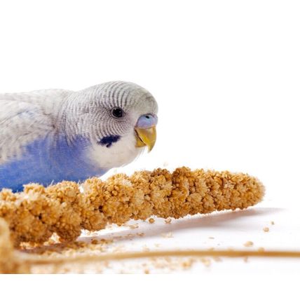 Caged Bird Millet Sprays Sprigs (5 x Sprays of Millet) Canary Budgie Parrot
