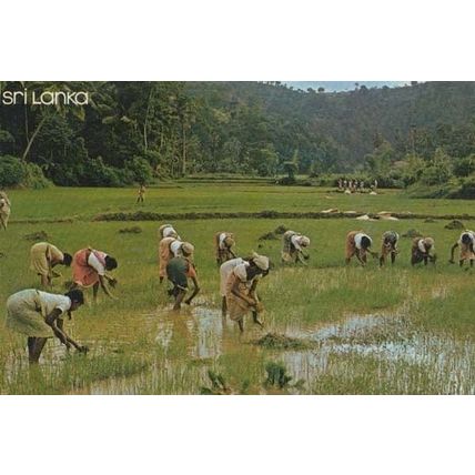Sri Lanka Transplanting Paddy Rice Fields Culture 1972 Postcard