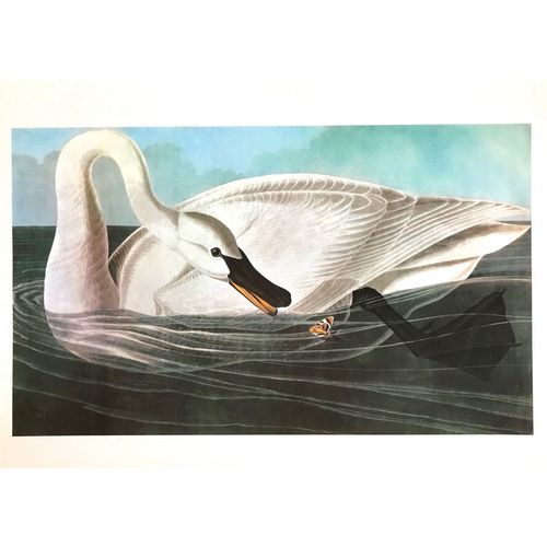 Vintage Audubon SWAN Bird Print Poster Natural History wall art room decor
