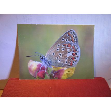 CHALKHILL BLUE butterfly unused paper postcard by Spalding Bulbs =