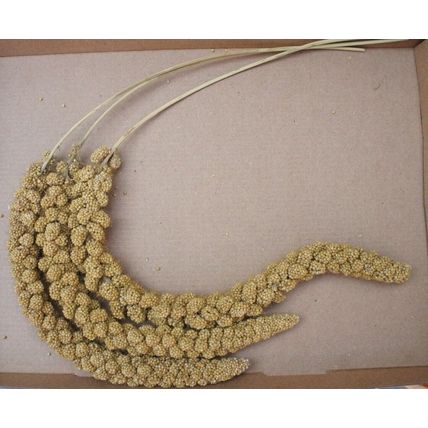 QUALITY BUSHY MILLETS SPRAYS IDEAL FOR CAGE, AVIARY & WILD BIRDS, GERBILS & MICE