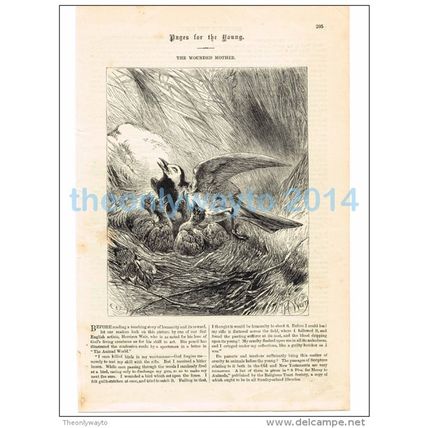 WOUNDED MOTHER, BOOK ILLUSTRATION/PRINT, 1877