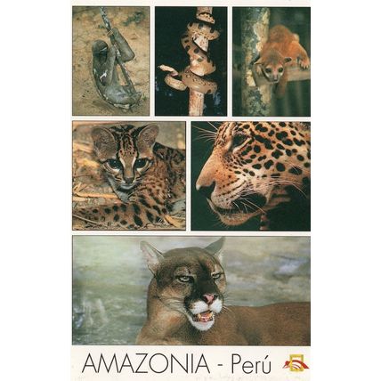 Amazonia Peru Forest Deadly Snake Cat Tiger Monkey Postcard
