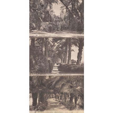 Biskra Jardin 3x Old Algeria Postcard s