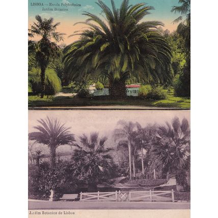 Lisboa Botanical Gardens Jardim Botanico Portugal 2x Postcard