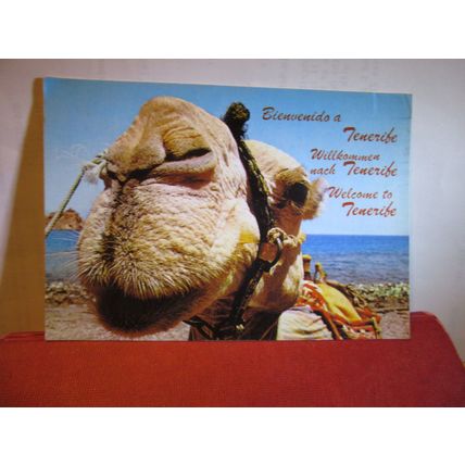 A CAMEL, TENERIFE used postcard 1984 pm #