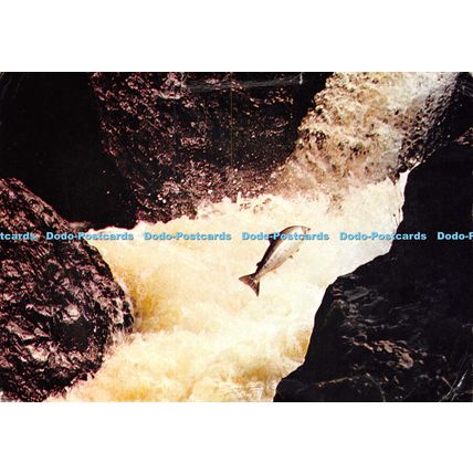 D022317 Salmon Leaping. Laird Parker. Dixon. 1971