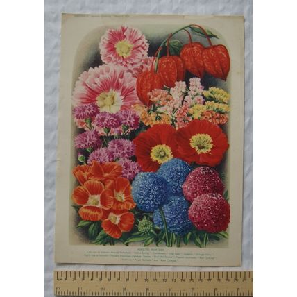 1939 Amateur Gardening illustration - Novelties from Seed