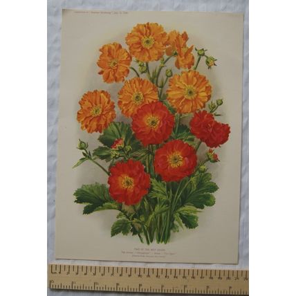 1939 Amateur Gardening illustration - Two of the Best Geums