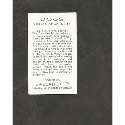 Cigarette Card Gallaher Dogs A series 1936 # 43 The Yorkshire Terrier