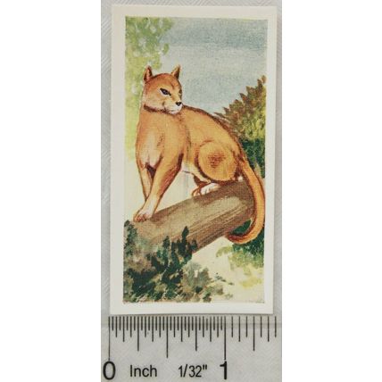 Neilson's Interesting Animals card No. 27 Puma