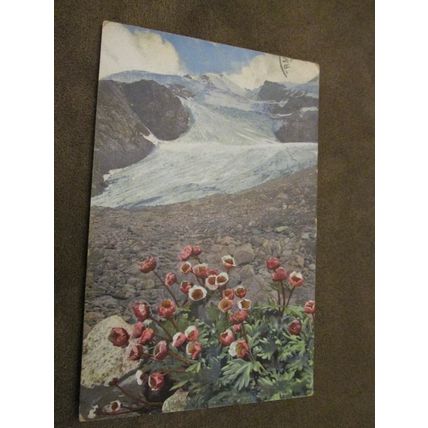 1910 fr Photochromie Postcard - Wild Alpine Flower scene