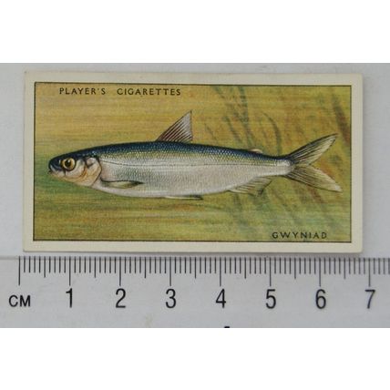 1933 Players Fresh-water Fishes, pink back No. 23 Gwyniad