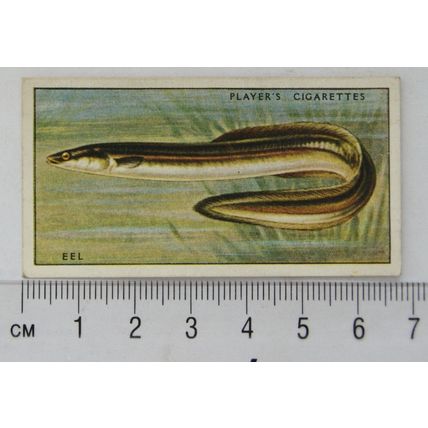 1933 Players Fresh-water Fishes, pink back No. 17 Eels (Silver)