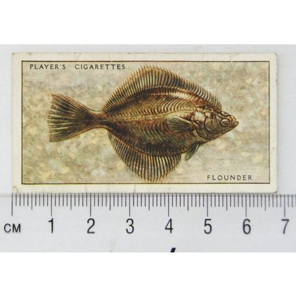 1933 Players Fresh-water Fishes, pink back No. 19 Flounder or Fluke