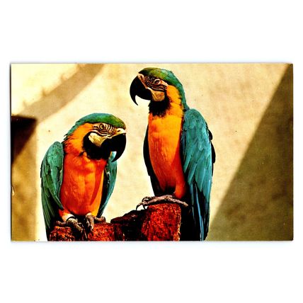 Blue & Yellow Macaw Parrot Birds Los Angeles CA Zoo Animal Series Postcard Vtg