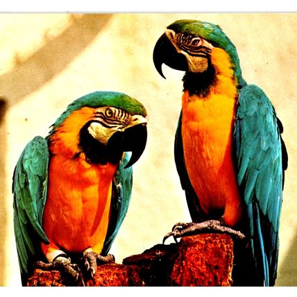 Blue & Yellow Macaw Parrot Birds Los Angeles CA Zoo Animal Series Postcard Vtg