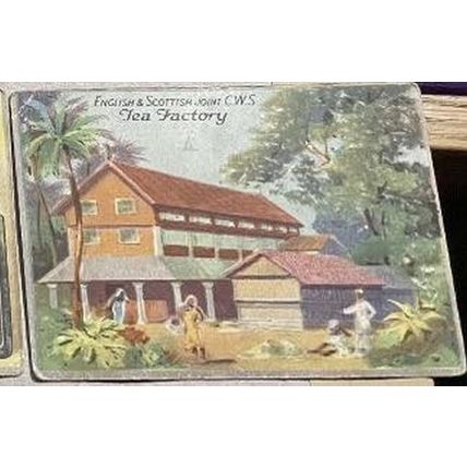 CWS Tea Cards - The Story of Tea - Full Set (12 cards)