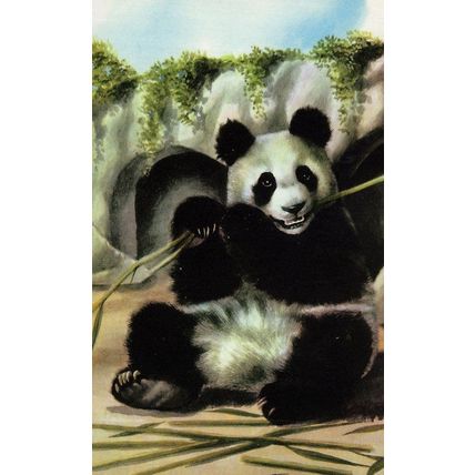 1960s Panda In Zoo I Love Pandas Childrens Ladybird Book Postcard