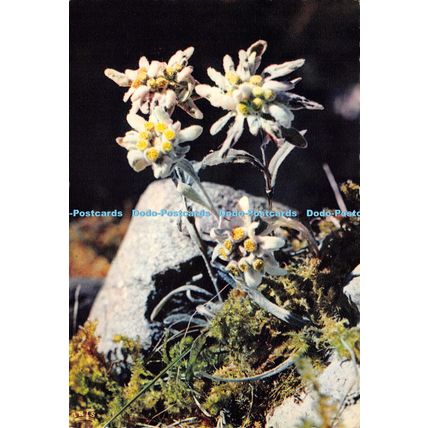 D022595 Flore de Montagne. 4515. Edelweiss. Leontopodium Alpine. Mexichrome. Pho