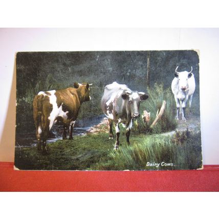 DAIRY COWS, CATTLE used antique postcard by Boots 1906 pm Short Horns =