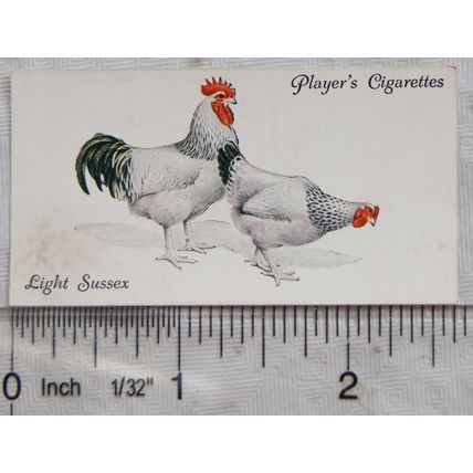 1931 John Player & Sons Poultry No. 43 Light Sussex