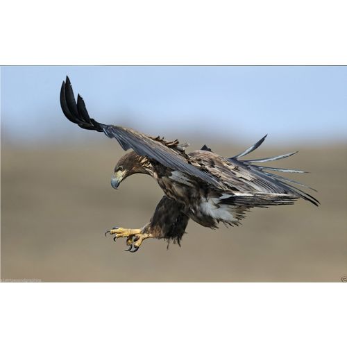 Flying HAWK RV Trailer Wall Mural Decal Decals Graphics Art Sticker Graphic