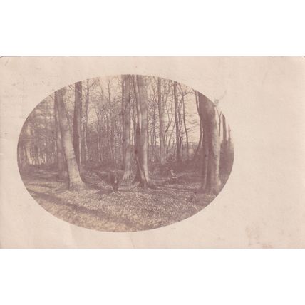 Vintage Sepia Postcard - Photograph of Woods