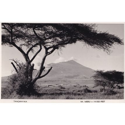 Tanganyika African Tree Real Photo Postcard