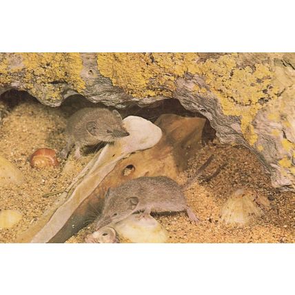 Scily Shrew Isles Of Lesser White Toothed Shrews Postcard