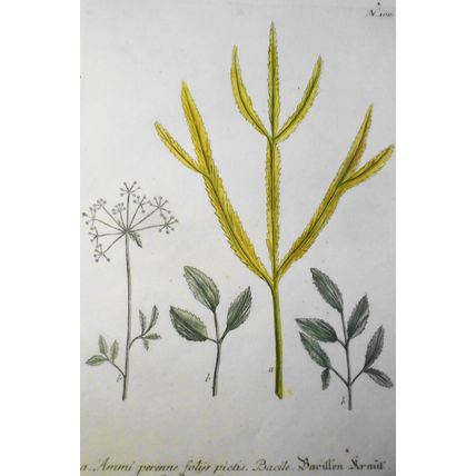 Johann Wilhelm Weinmann - Folys Pictis Syriacum N. 100 - ca. 1745. Hand-colored.