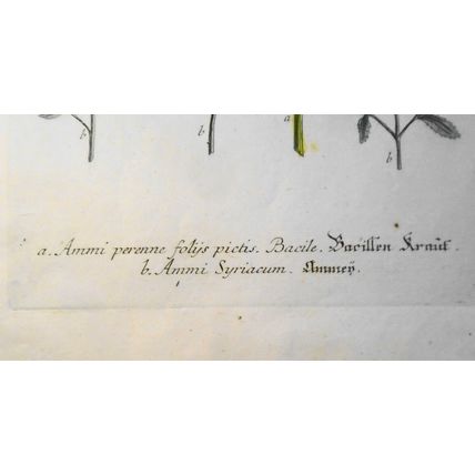 Johann Wilhelm Weinmann - Folys Pictis Syriacum N. 100 - ca. 1745. Hand-colored.