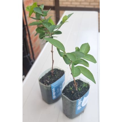 2x Winter Honeysuckle plants Bee friendly shrub live rooted
