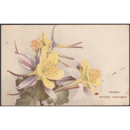 Webbs' Diadem Aquilegia, 1910 - Webb & Sons Postcard