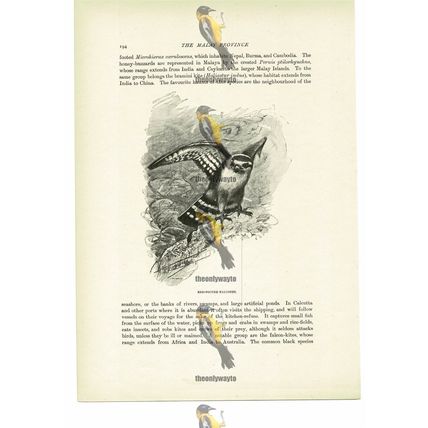 Blue Footed Falconet, Animal Book Illustration (Print), c1916