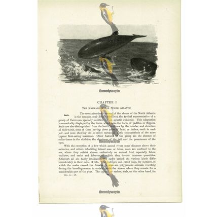 Porpoises, Animal Book Illustration (Print), c1916