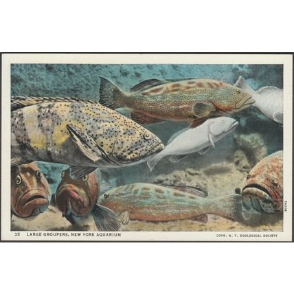 Large Groupers, New York Aquarium, 1937 - Curt Teich Postcard