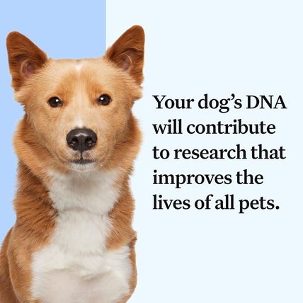 Wisdom Panel Essential Dog DNA Kit: Most Accurate Test for 365+ Breeds, 30 Genet