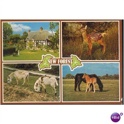 GB Postcard - New Forest - Hampshire