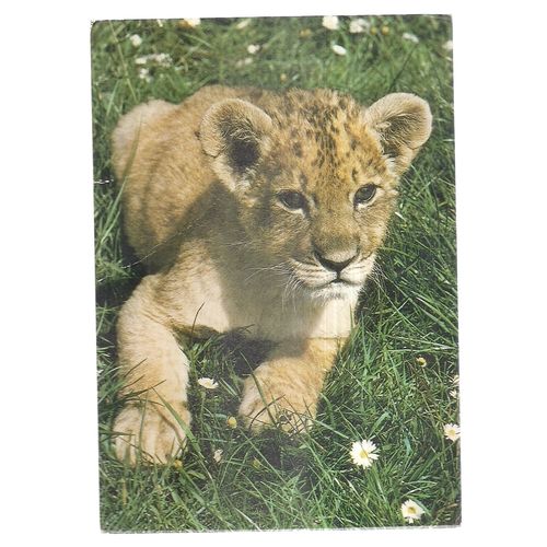 YOUNG LION CUB, WOBURN WILD ANIMAL KINGDOM, WOBURN PARK, unused postcard. =