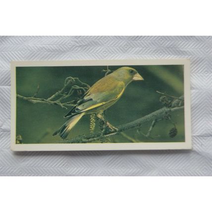 1976 Craven Black Cat British Birds card No. 30 Greenfinch