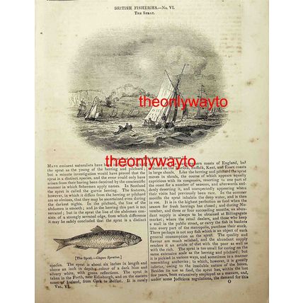 Sprat Boats Fishing Off Purfleet On The Thames, Book Illustration (Print), 1837